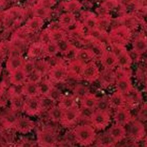 2 LIVE PLANTs HARDY MUMS STAVISKI RED 4" Growing Pot Ships NO POT…
